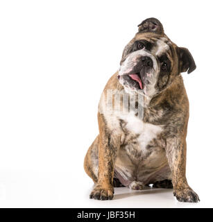 englische Bulldogge Viewer betrachten isoliert auf weißem Hintergrund - 2-jährige gestromte männlich Stockfoto