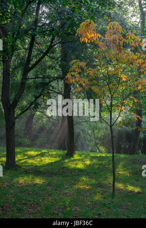 Cannizaro Park Stockfoto