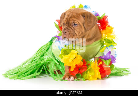 Hula-Hund - Dogge de Bordeaux tragen grass, Rock und lei Stockfoto