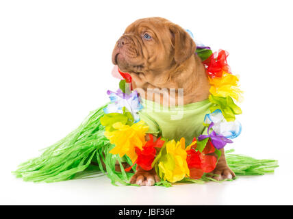 Hula-Hund - Dogge de Bordeaux tragen grass, Rock und lei Stockfoto