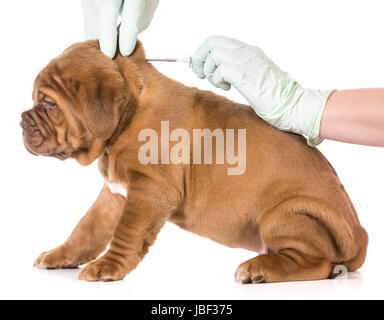 tierärztliche Versorgung - Dogge de Bordeaux als Mikrochip isoliert auf weißem Hintergrund - 6 Wochen alt Stockfoto