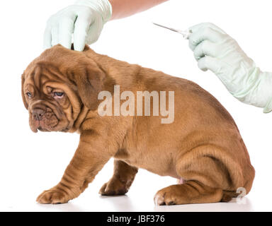 tierärztliche Versorgung - Dogge de Bordeaux als Mikrochip isoliert auf weißem Hintergrund - 6 Wochen alt Stockfoto
