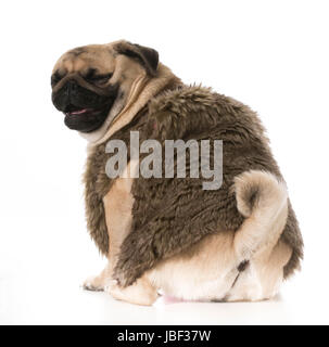 Hund, Lachen - Mops tragen Pelz mit lustigen Ausdruck isoliert auf weißem Hintergrund Stockfoto