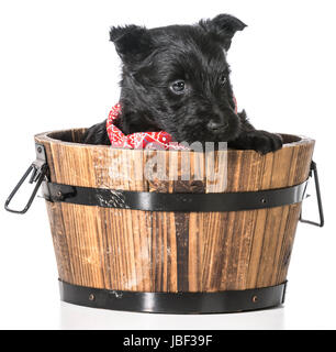 Scottish Terrier Welpen in ein Waschbecken isoliert auf weißem Hintergrund - 4 Wochen alt Stockfoto