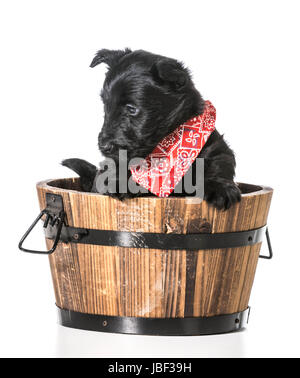 Scottish Terrier Welpen in ein Waschbecken isoliert auf weißem Hintergrund Stockfoto