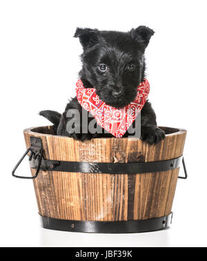 Scottish Terrier Welpen in einem hölzernen Waschbecken isoliert auf weißem Hintergrund Stockfoto