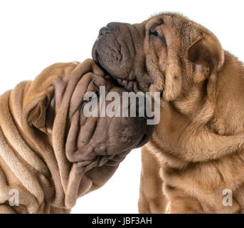 Hund Liebe - zwei chinesischen Shar pei Welpen kuscheln miteinander Stockfoto