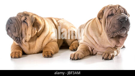 zwei chinesische Shar pei Welpen isoliert auf weißem Hintergrund - 4 Monate alt Stockfoto