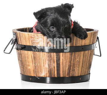 Scottish Terrier Welpen in ein Waschbecken isoliert auf weißem Hintergrund Stockfoto