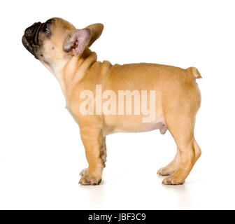 französische Bulldogge Welpen stehen isoliert auf weißem Hintergrund - schwarze Maske beige nachschlagen Stockfoto