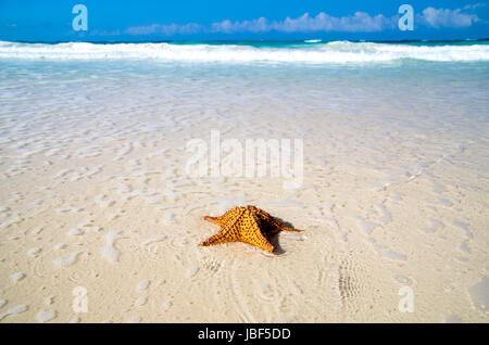 Karibische Seestern über Sandstrand Stockfoto