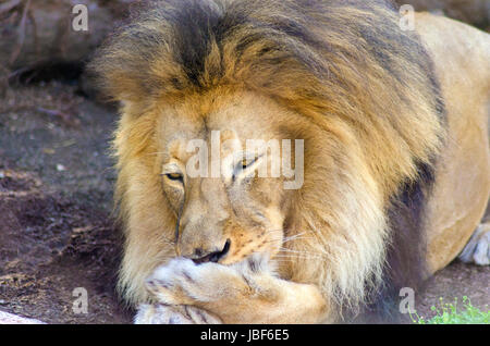 Ein junger Erwachsener männlicher Löwe liegend auf dem Bauch, seine Pfote durch lecken es mit seiner Zunge reinigen. Die männlichen Panthera Leo hat eine langen, gelben, schwarze Mähne und wird als König des Dschungels. Stockfoto