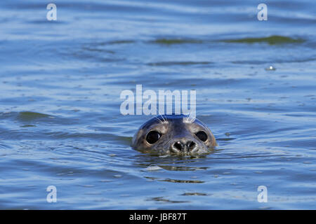 Close-up-Kopf des jungen grau versiegeln / grau Siegel (Halichoerus Grypus) Schwimmen im Ythan Mündung, Sande von Forvie, Newburgh, Aberdeenshire, Schottland Stockfoto