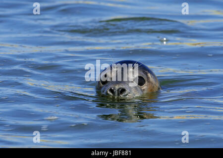 Close-up-Kopf des jungen grau versiegeln / grau Siegel (Halichoerus Grypus) Schwimmen im Ythan Mündung, Sande von Forvie, Newburgh, Aberdeenshire, Schottland Stockfoto