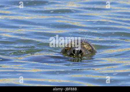 Close-up Kopf schlafender junge grau versiegeln / graue Dichtung (Halichoerus Grypus) schwimmend im Meer mit Augen geschlossen Stockfoto