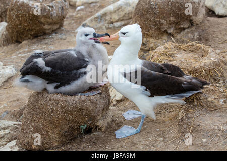 Schwarzen browed Albatross Fütterung Küken auf New Island, Falkland-Inseln Stockfoto