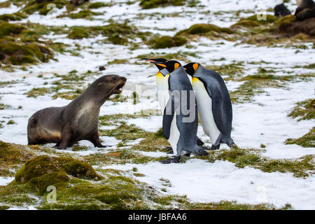 Königspinguine auf Südgeorgien Insel Stockfoto