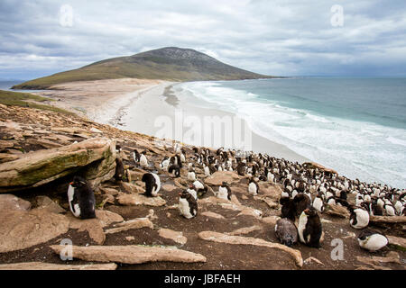 Rockhopper Penguins auf Saunders Island, Falkland-Inseln Stockfoto