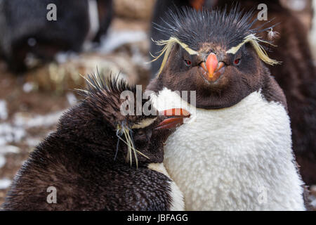 Crested Rockhopper Penguins auf Saunders Island, Falkland-Inseln Stockfoto