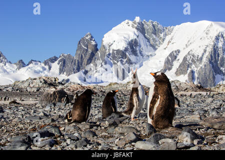 Gentoo Pinguine auf Cuverville Island, Antarktis Stockfoto