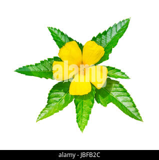 Gelbe Blume (Turnera Subulata G.E.sm) mit grünem Blatt isoliert auf weiss mit Beschneidungspfad Stockfoto