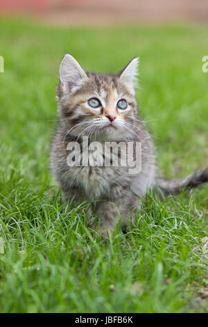 Katze Schildpatt Farbe sitzt im grünen Rasen und schaut in den Himmel Stockfoto