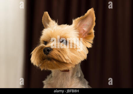 Yorkshire-Terrier Hund nach Haarschnitt, close-up portrait Stockfoto