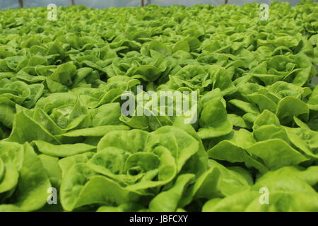 Kopfsalat, gewachsen durch Hydrokultur Stockfoto