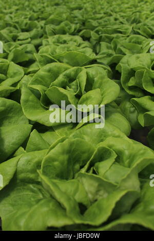 Kopfsalat, gewachsen durch Hydrokultur Stockfoto