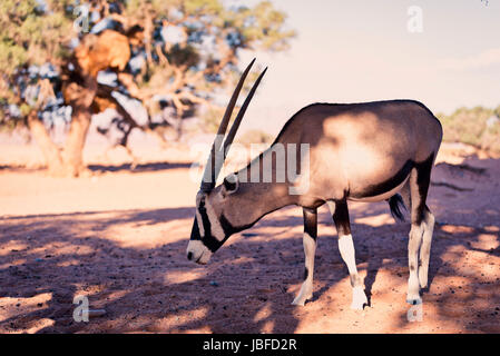 Ein Oryx sucht nach Nahrung in der Nähe von Namibia Sossusvlei. Stockfoto