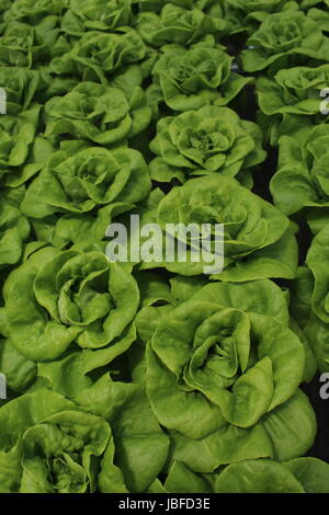 Kopfsalat, gewachsen durch Hydrokultur Stockfoto