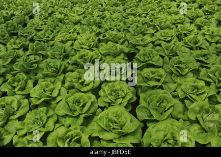 Kopfsalat, gewachsen durch Hydrokultur Stockfoto
