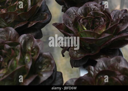 Lila Salat durch Hydrokultur gewachsen Stockfoto