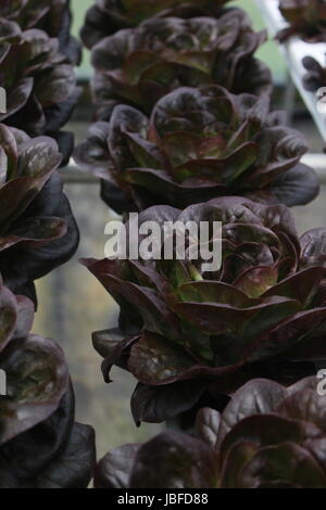 Lila Salat durch Hydrokultur gewachsen Stockfoto