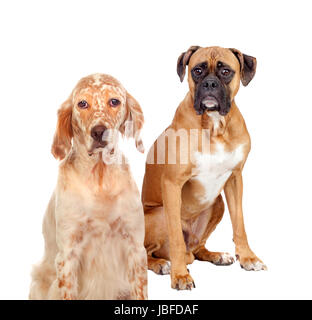 Zwei verschiedene züchten Hunde sitzen auf weißem Hintergrund Stockfoto