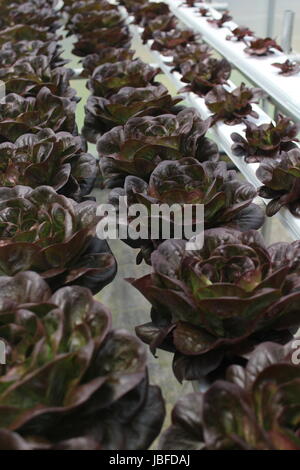 Lila Salat durch Hydrokultur gewachsen Stockfoto