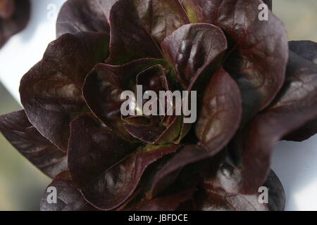 Lila Salat durch Hydrokultur gewachsen Stockfoto