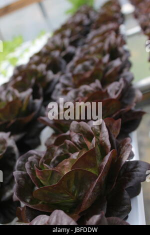 Lila Salat durch Hydrokultur gewachsen Stockfoto