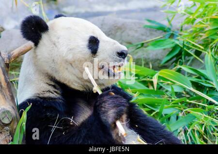 Eine niedliche liebenswert faul Erwachsenen Riesen Panda-Bär Essen Bambus. Ailuropoda Melanoleuca unterscheidet sich durch die große schwarzen Flecken um die Augen über die Ohren, und über seine runden Körper. Stockfoto