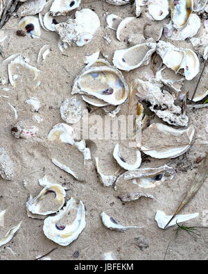 Viele Austern Muscheln am Strandsand Stockfoto