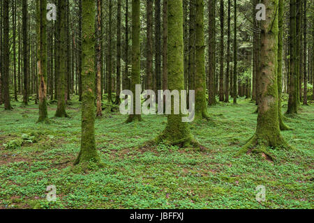 Nadel-Wald übersät mit Sauerklee im Exmoor National Park in der Nähe von Dulverton, Somerset, England. Stockfoto