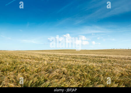 Goldene Weizenfeld mit blauen Himmel und Wolken Stockfoto