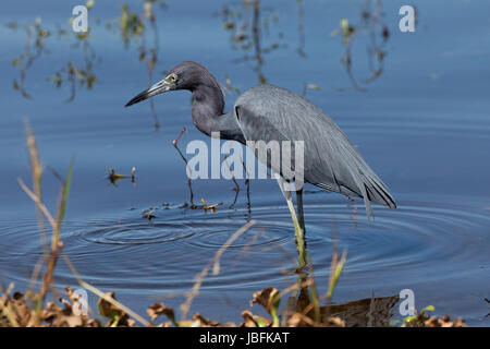 Blaureiher Stockfoto