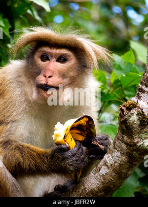 Affe frisst Banane in Sri Lanka Stockfoto