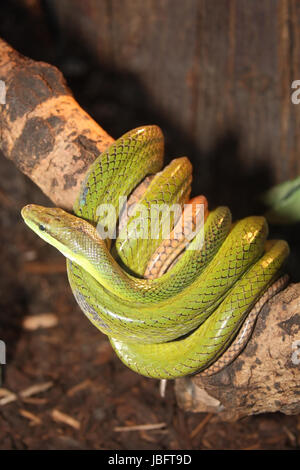 Bunte grüne Baumschlange, Dendrelaphis punctulatus Stockfoto