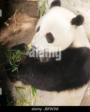 Vom Aussterben bedrohte A Giant Panda entspannt bei der Fütterung auf Bambus Stockfoto