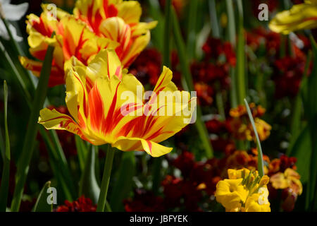 Rot und gelb gestreiften Tulpen vor Hintergrund der Mauerblümchen Stockfoto