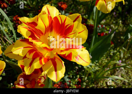Nahaufnahme einer doppelten frühen Monsella Tulpe blüht in einem Blumenbeet Stockfoto