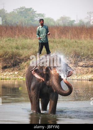 Mann Waschen seinen Elefanten am Ufer des Flusses im Chitwan Park in Nepal Stockfoto