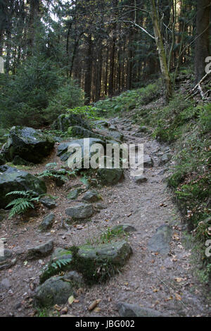 Im Silberbachtal (Lipperland) Stockfoto